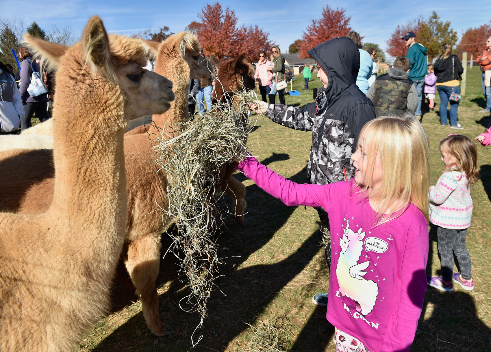 Zurin Alpacas 1.jpg